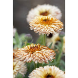 Ringblomma ´Pygmy Buff´