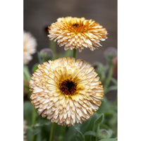 Ringblomma ´Pygmy Buff´