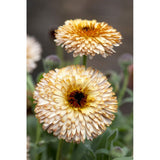 Ringblomma ´Pygmy Buff´