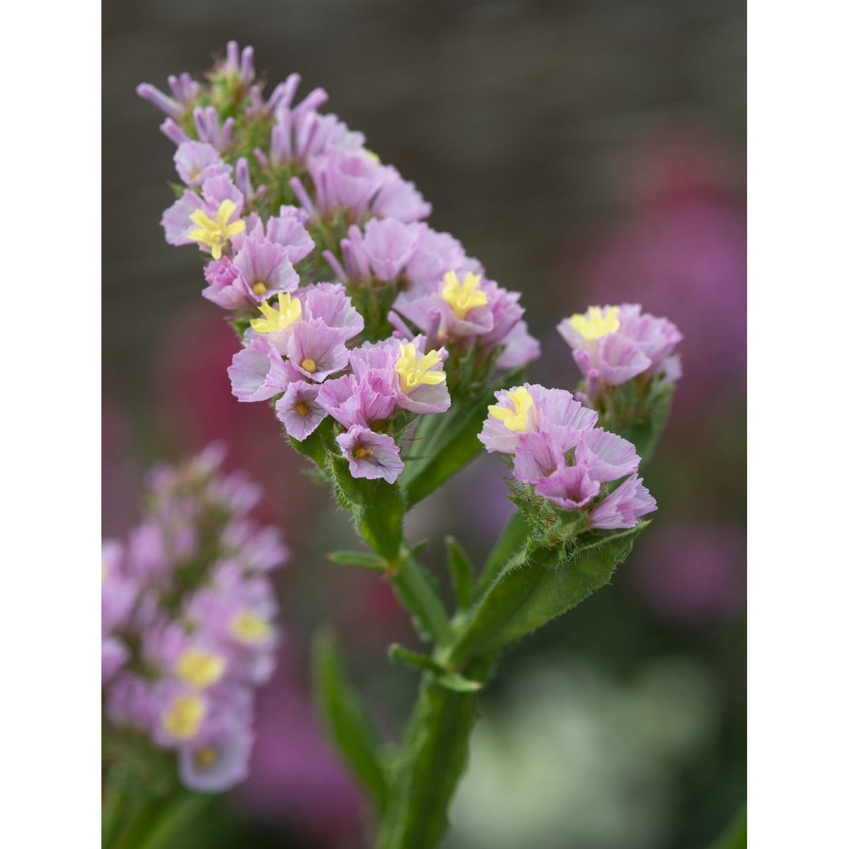 Risp ´Forever Happy´ - Köp frö till risp hos Soil & Seeds!