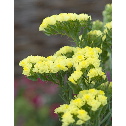 Risp ´Forever Moonlight´