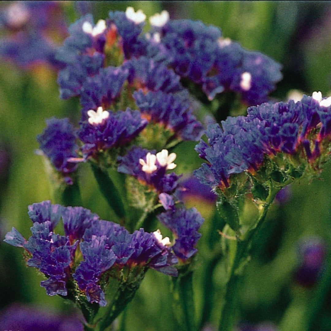 Risp ´Qis Dark Blue´ - Köp frö till risp hos Soil & Seeds!