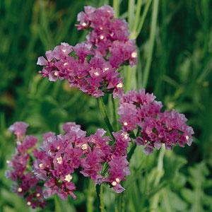 Risp ´Qis Lavender´