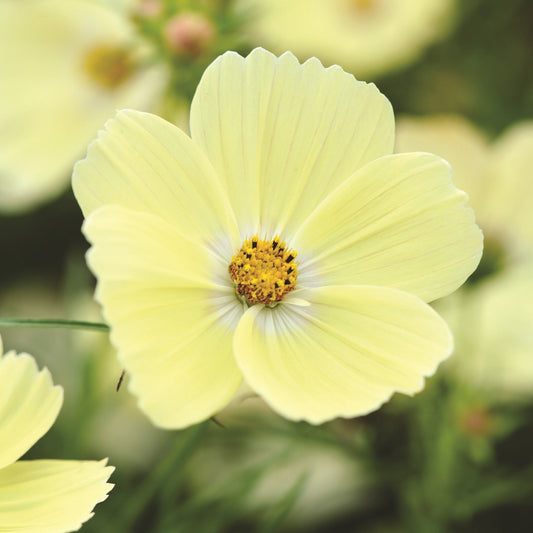 Rosenskära ´Lemonade´