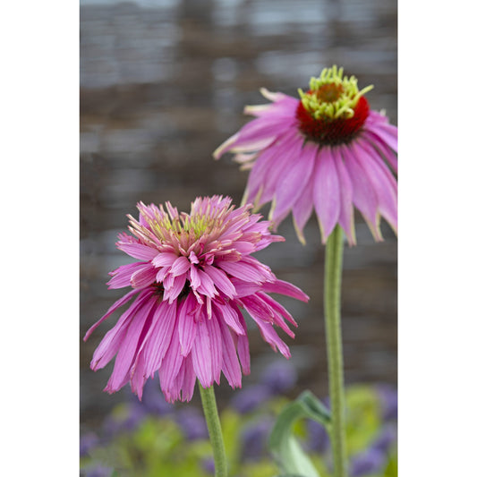 Röd solhatt ´Paradiso Super-Duper´