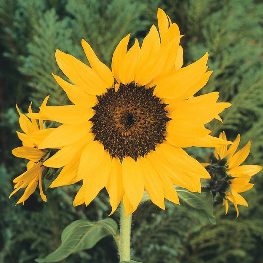 Kruksolros ´Pacino Cola´