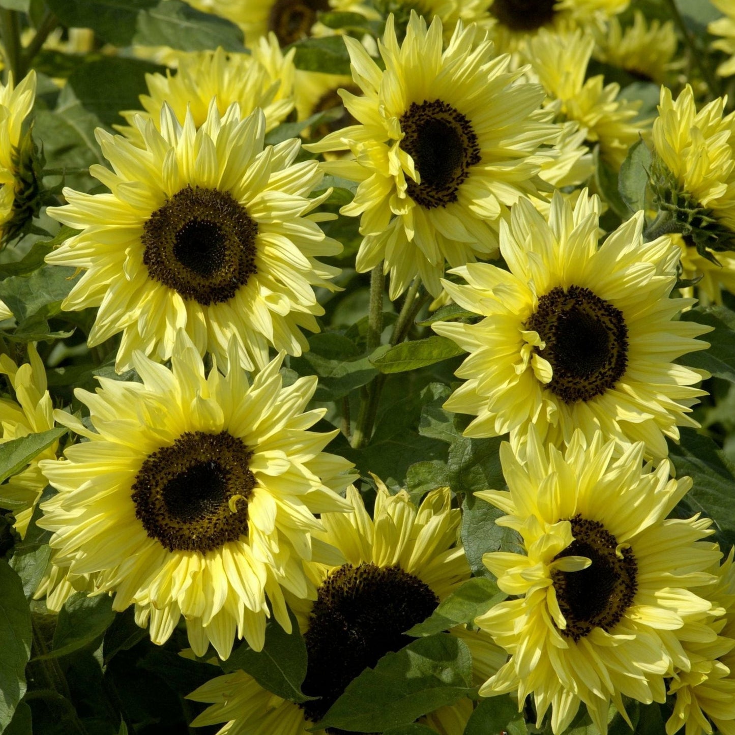 Solros ´Garden Statement´