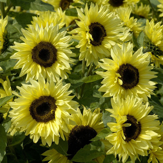 Solros ´Garden Statement´