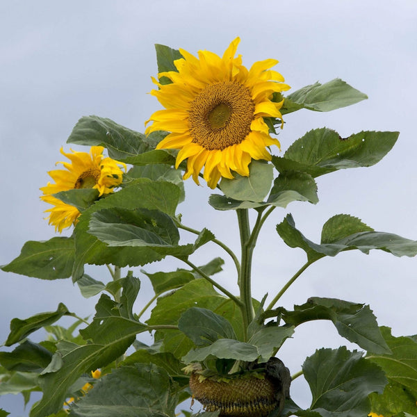 thumbnail image 2 of Mongolian Sunflower Seeds For Planting – 50 Seeds Per Packet 2 of 9