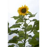 Solros ´Mongolian Giant´