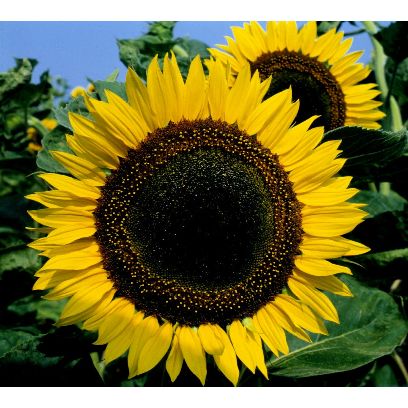 Solros ´Taiyo´ - Köp frön till solros hos Soil & Seeds!