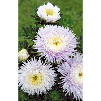 Sommaraster ´Matador Soft Blue´