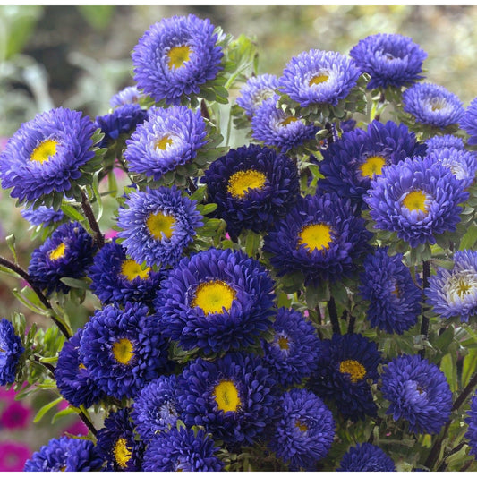 Sommaraster ´Matsumoto Blue´