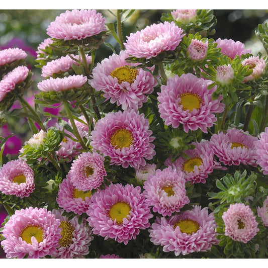 Sommaraster ´Matsumoto Pink´