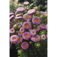 Sommaraster ´Matsumoto Pink´