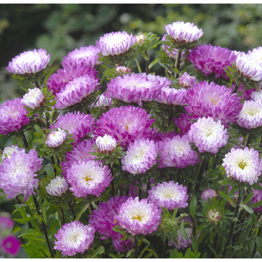 Sommaraster ´Matsumoto Pink Tipped White´