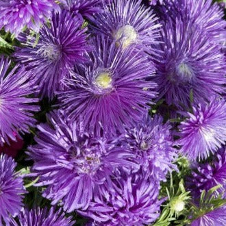 Sommaraster ´Starlight Purple´