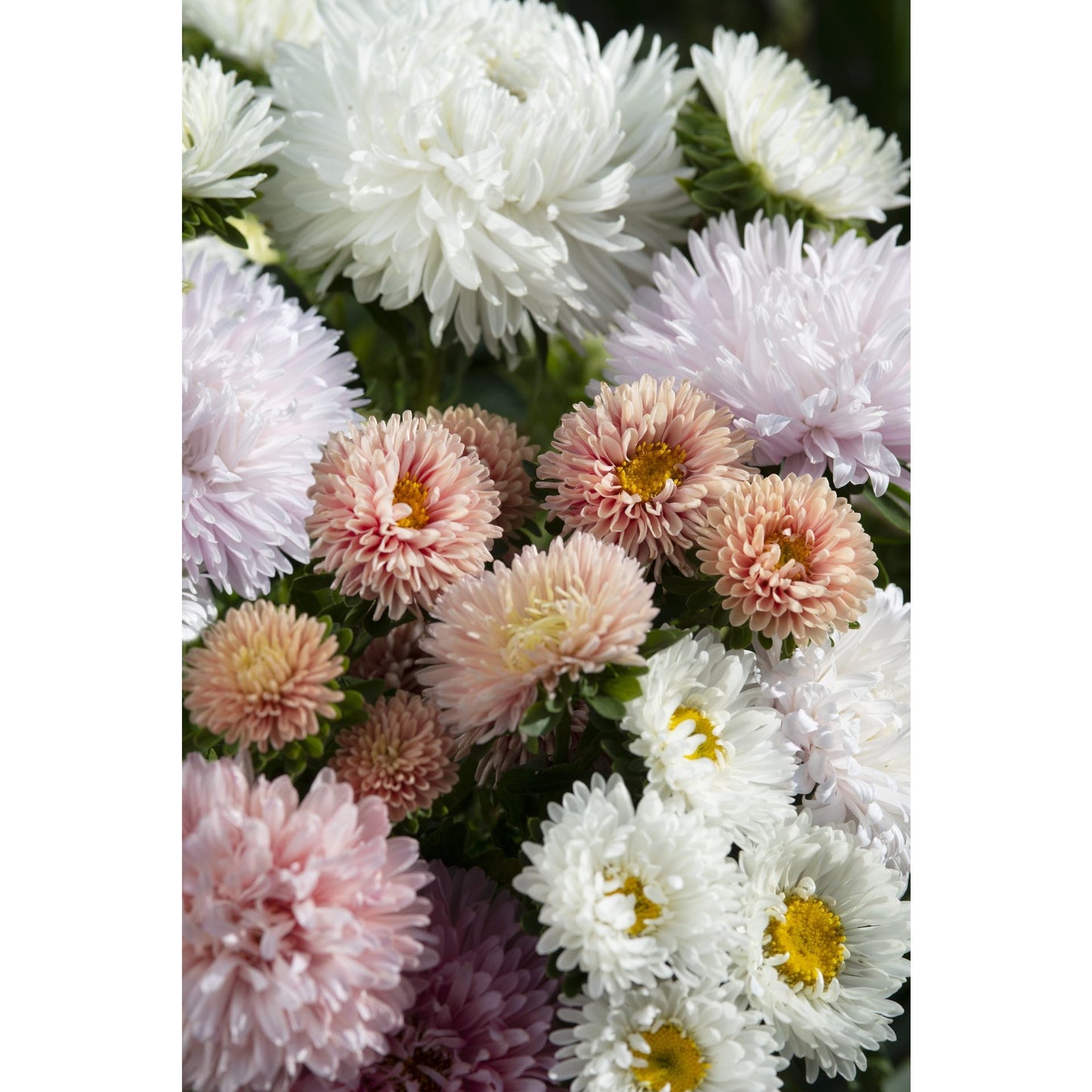 Sommaraster ´The Roses Mix´