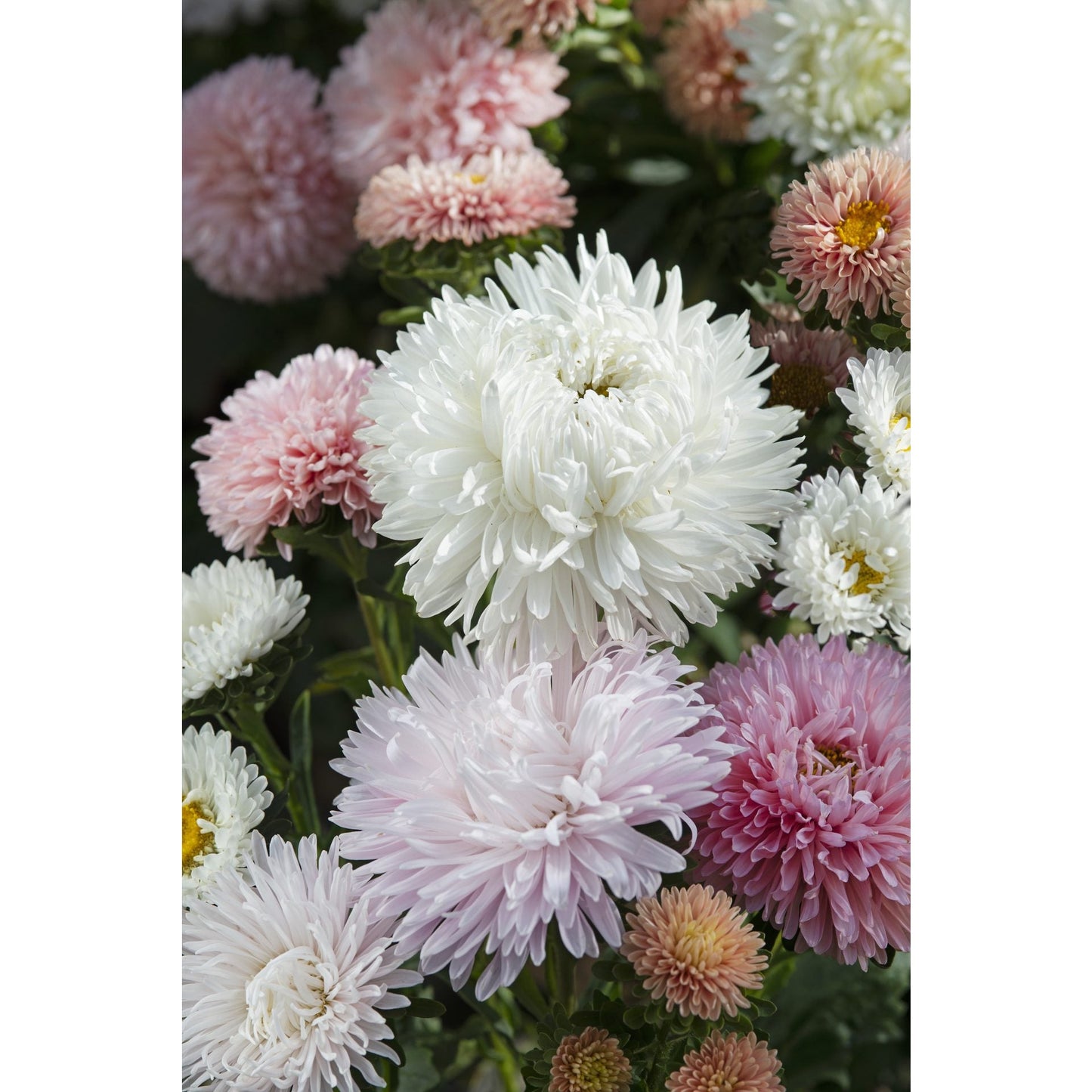 Sommaraster ´The Roses Mix´