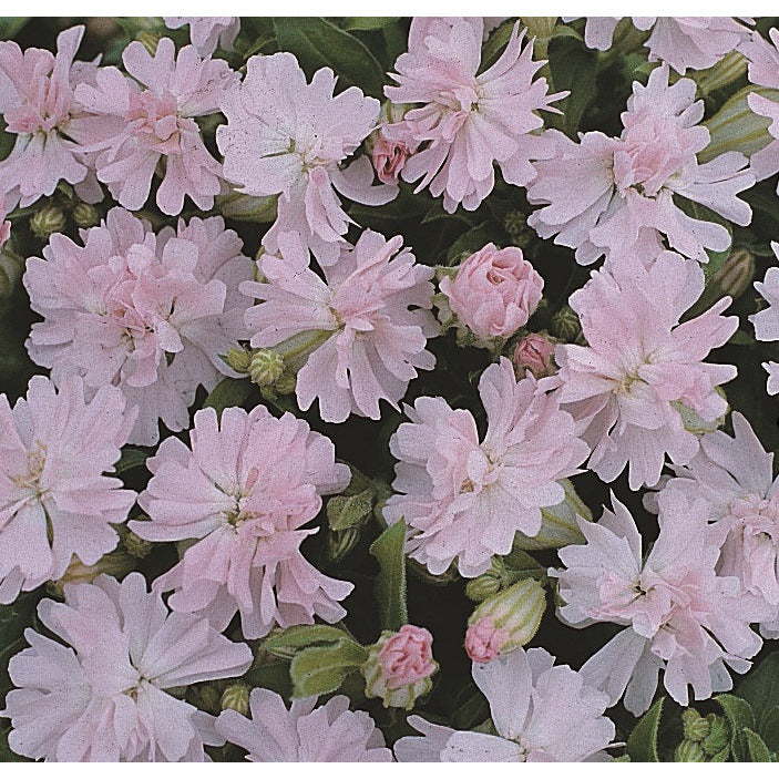 Sommarglim ´Peach Blossom´