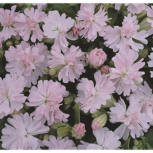 Sommarglim ´Peach Blossom´