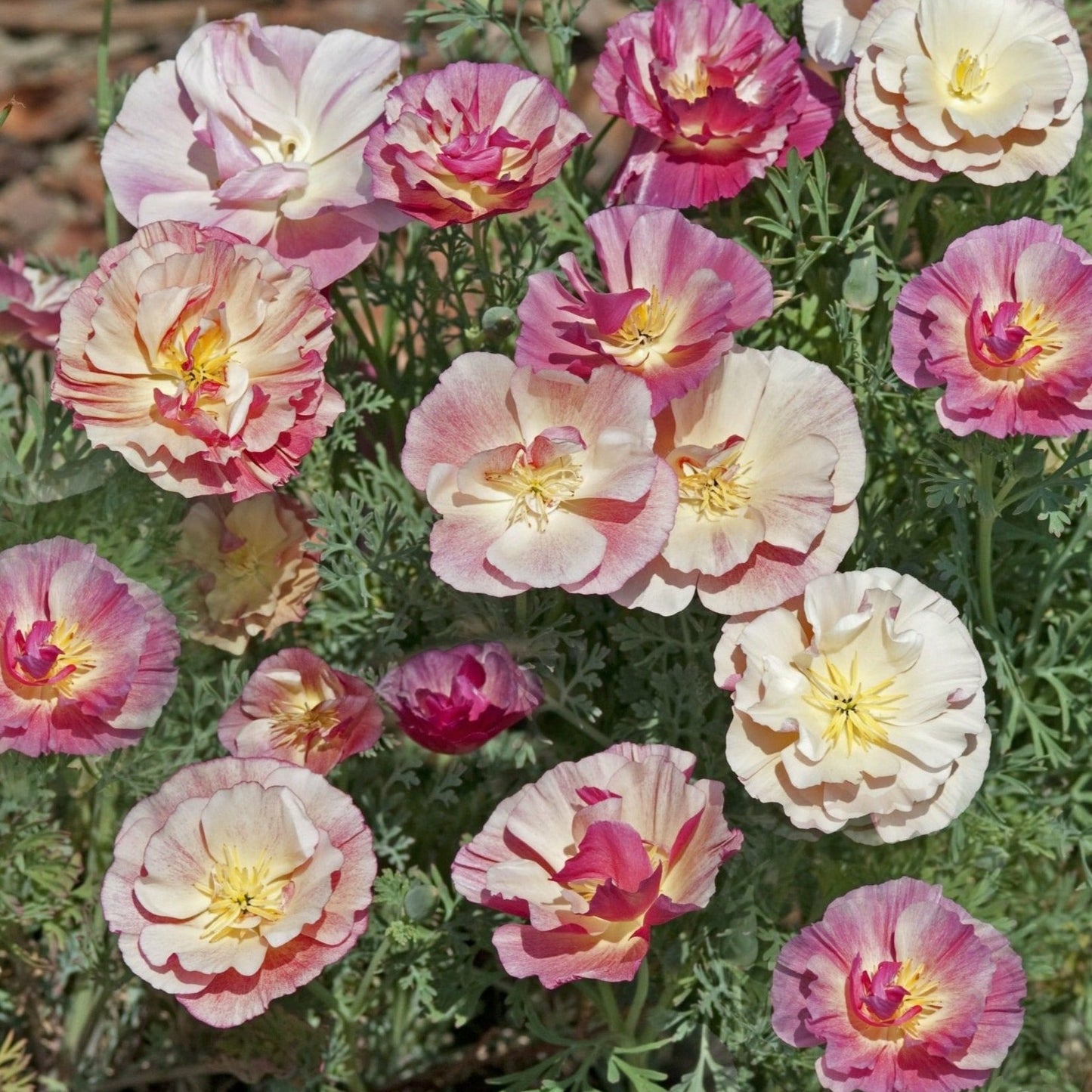 Sömntuta ´Thai Silk Appleblossom Chiffon´