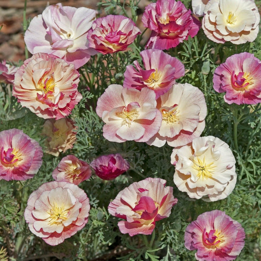 Sömntuta ´Thai Silk Appleblossom Chiffon´