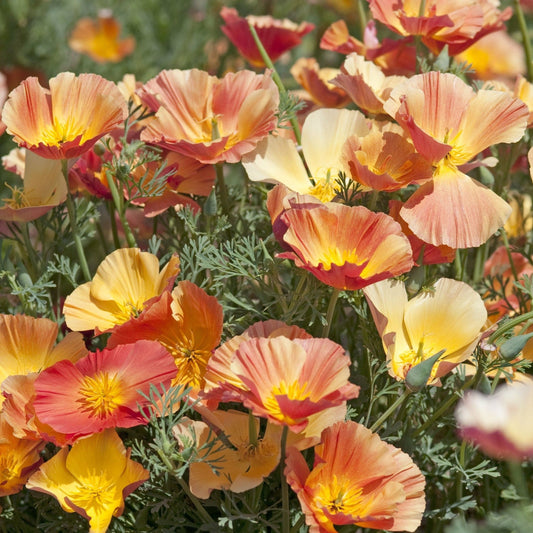 Sömntuta ´Thai Silk Apricot Chiffon´