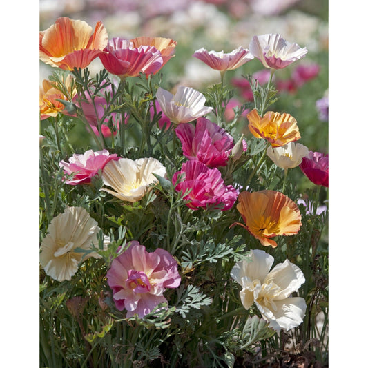 Sömntuta ´Thai Silk Mix´