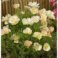 Sömntuta ´Thai Silk Pink Champagne´