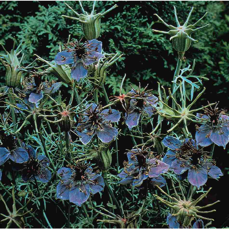 Spanska jungfrun ´Blue´