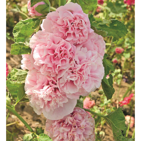 Stockros ´Appleblossom´