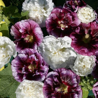 Stockros ´Blackberry Ripple´