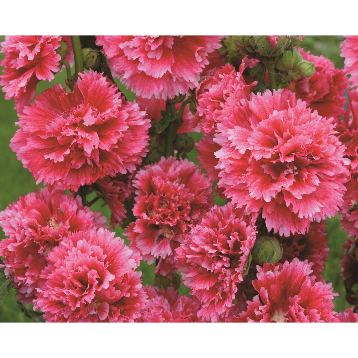 Stockros ´Fiesta Time´