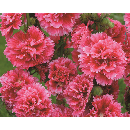 Stockros ´Fiesta Time´