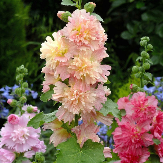 Stockros ´Spring Celebrity Apricot´