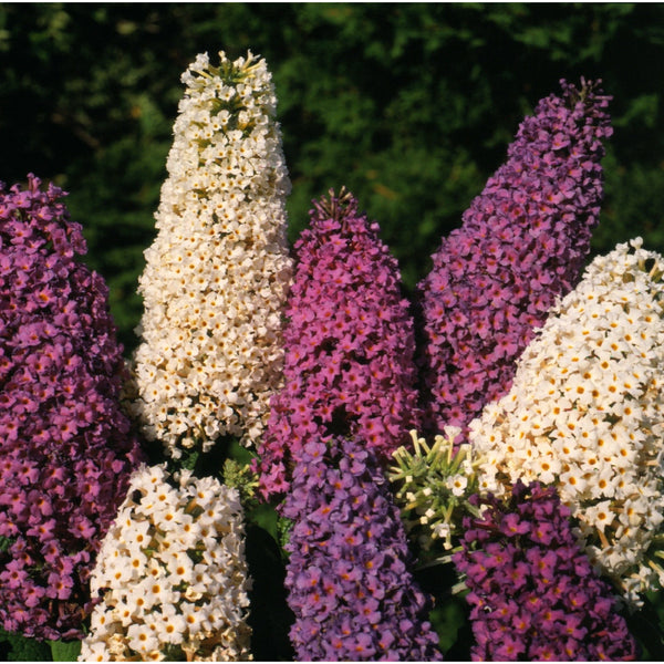 Syrénbuddleja Mix