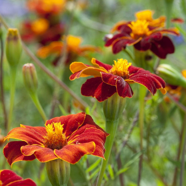 Linnétagetes ´Burning Embers´