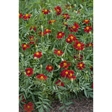 Linnétagetes ´Burning Embers´