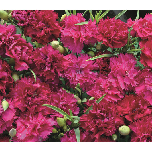 Trädgårdsnejlika ´Magenta Fizz´