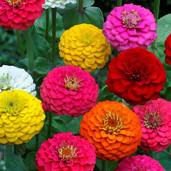 Zinnia ´Lilliput Mix´