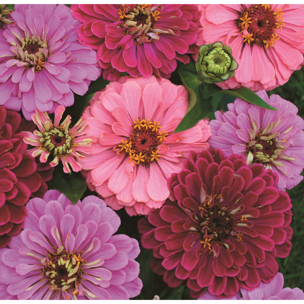 Zinnia ´Art Deco´