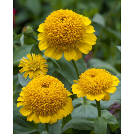 Zinnia ´Cresto! Yellow´