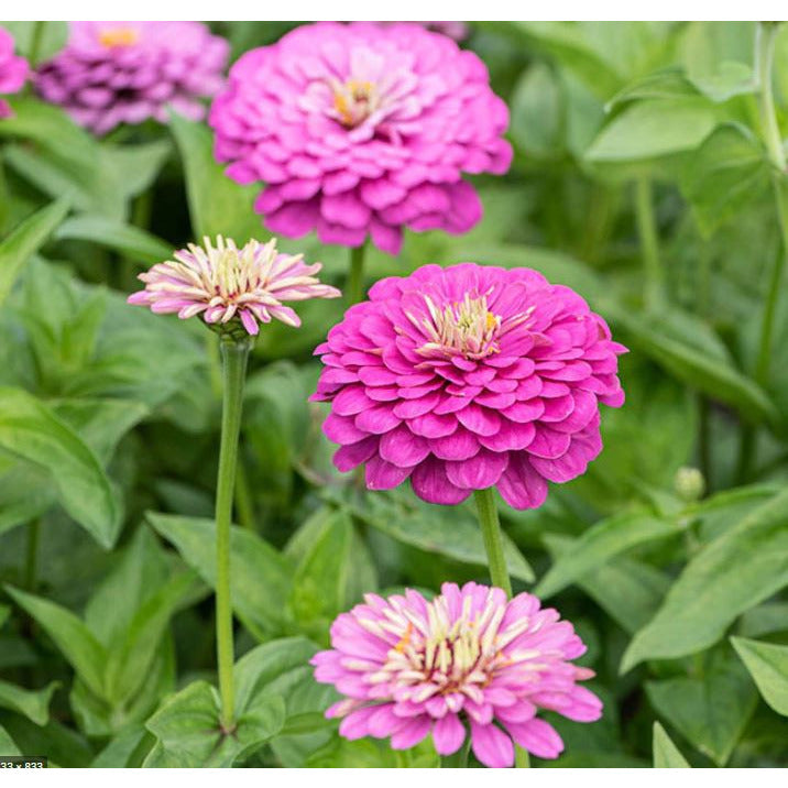 Zinnia ´Dream´