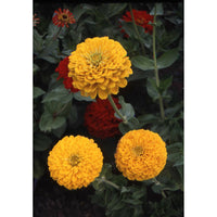 Zinnia ´Canary Bird´