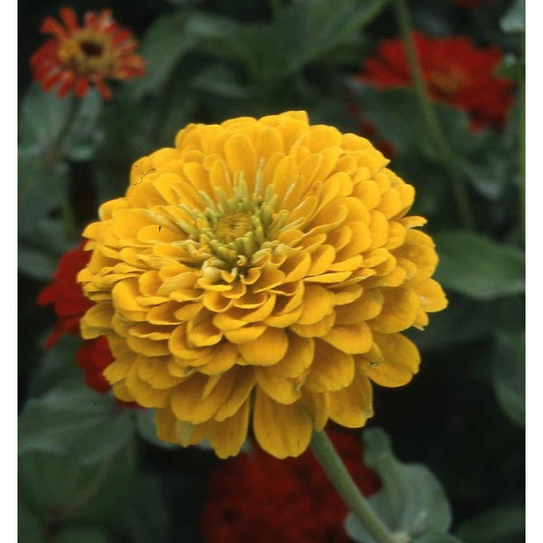 Zinnia ´Canary Bird´