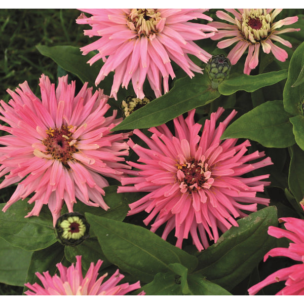 Zinnia ´Pinca´