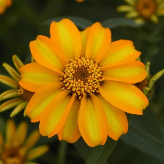 Zinnia ´Star Gold´