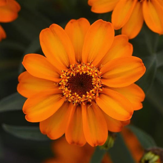 Zinnia ´Star Orange´