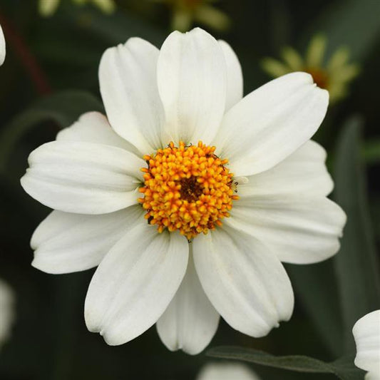 Zinnia ´Star White´